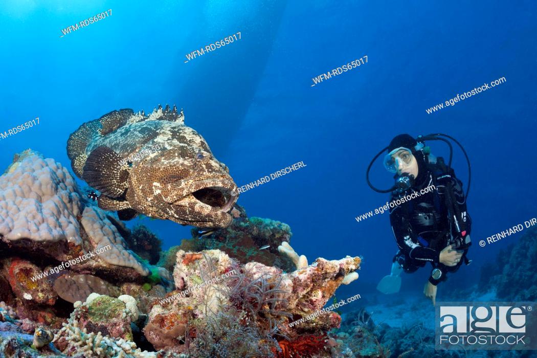 Stock Photo: Scuba Diver and Flowery Grouper, Epinephelus fuscoguttatus, Great Barrier Reef, Australia.