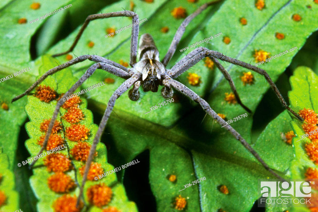 Stock Photo: Spider (Pisaura mirabilis).