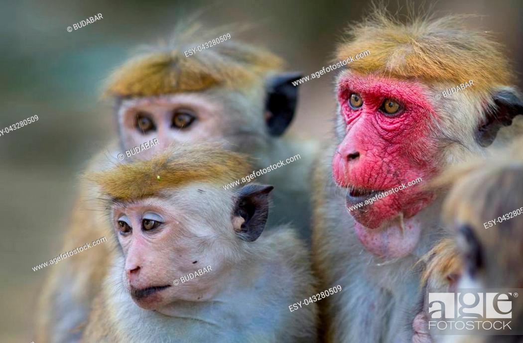 Portrait of cute monkey family (Macaca Sinica), mother with red face and  few baby animals, Stock Photo, Picture And Low Budget Royalty Free Image.  Pic. ESY-043280509 | agefotostock
