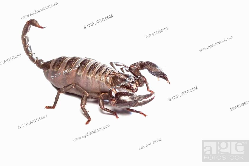 black scorpion and king of fighter Isolated on white background, Stock  Photo, Picture And Low Budget Royalty Free Image. Pic. ESY-014783102 |  agefotostock