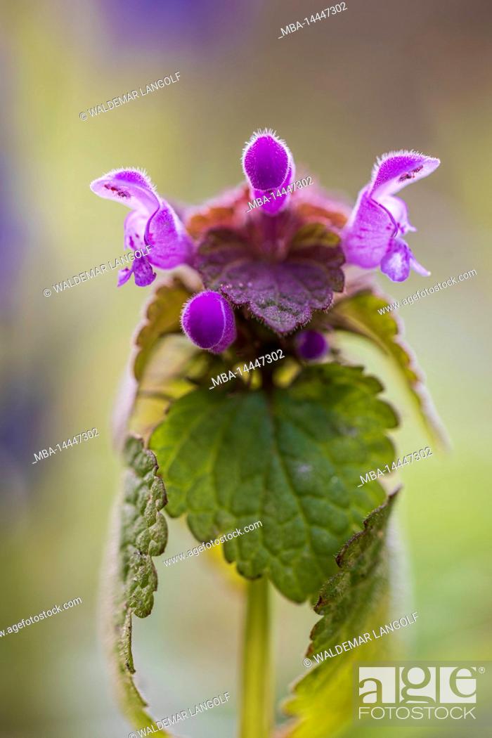 Stock Photo: Close up of purple deadnettle.