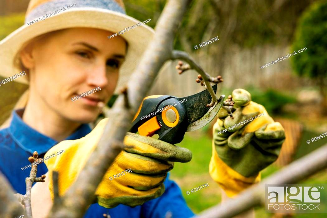 Stock Photo: woman cut cherry tree branch with pruning shears. spring gardening.