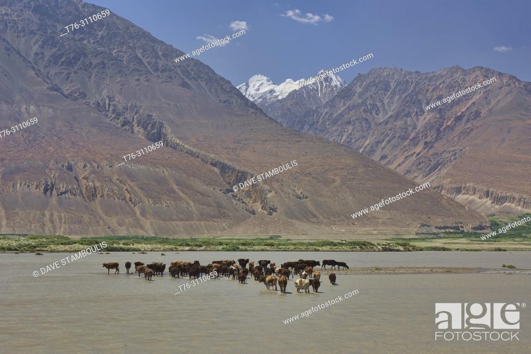 Stock Photo: Cattle crossing the Panj River in the Wakhan Valley between Afghanistan and Tajikistan.