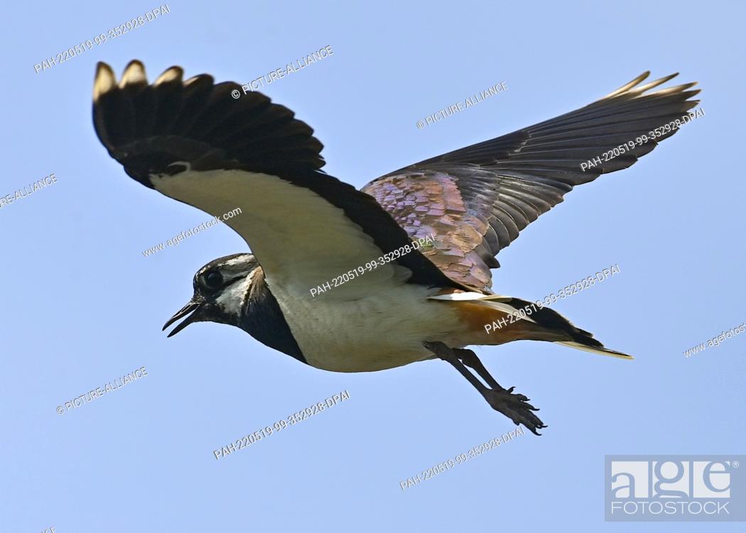 Stock Photo: 19 May 2022, Brandenburg, Sachsendorf: A lapwing (Vanellus vanellus) flies in the sky. Just 50 years ago, the lapwing was frequently seen in the fields and.