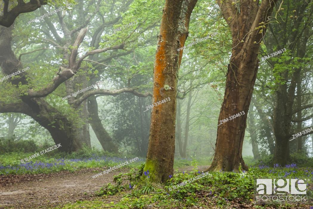 Photo de stock: Misty spring morning in a West Sussex woodland, England.