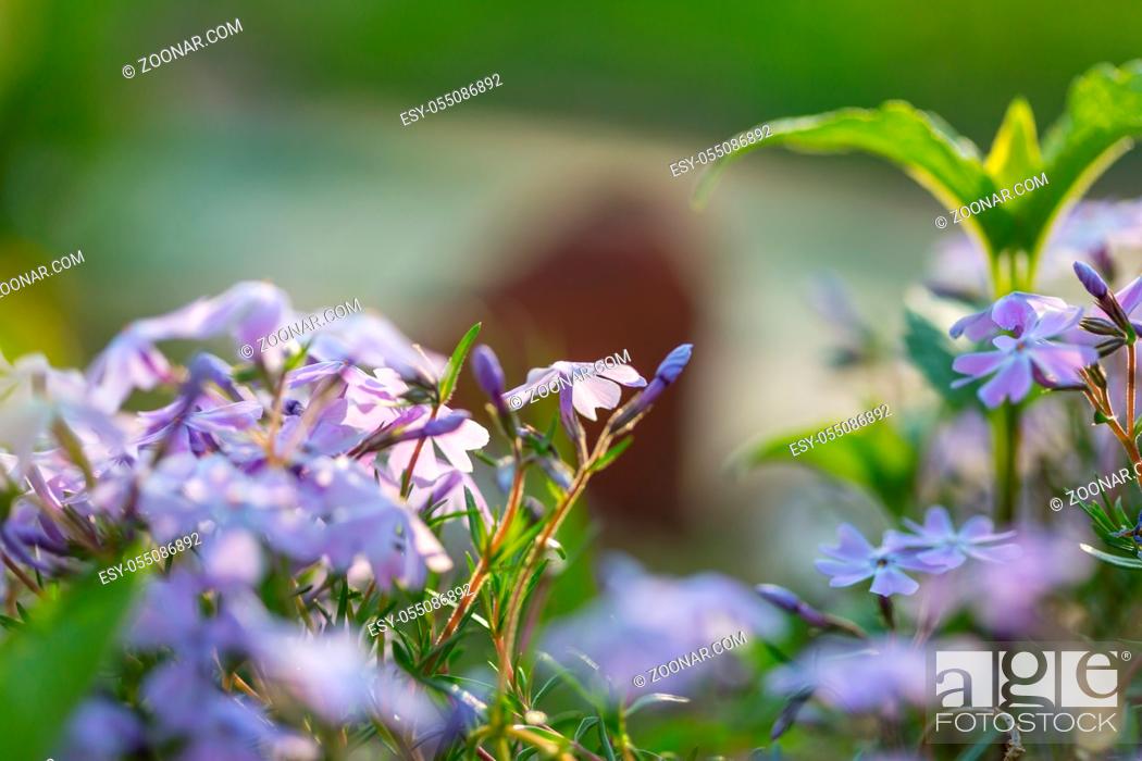 Stock Photo: Close-up shot of the beautiful flowers. Suitable for floral background.