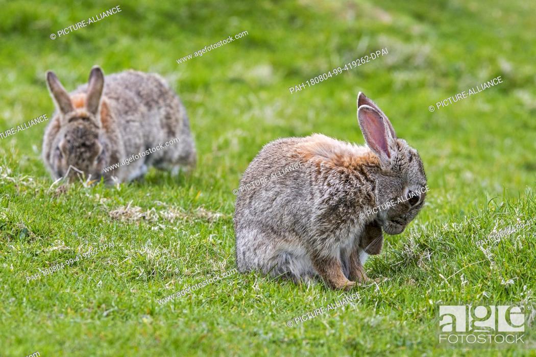 Stock Photo: 12 July 2018, Scotland: Two European rabbits (Oryctolagus cuniculus) graze and groom themselves on a meadow.- NO WIRE SERVICE - Photo: Philippe Clément/dpa.