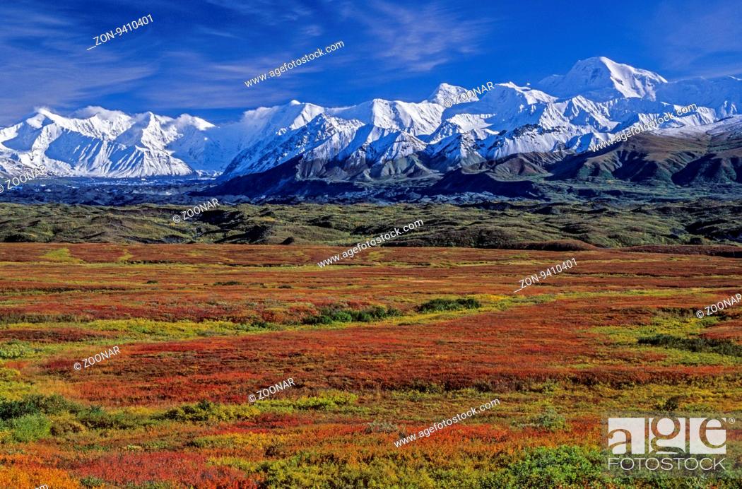 Stock Photo: Tundralandschaft im Herbst mit Alaskakette und Muldrow Gletscher / Tundra in fall with Alaska Range and Muldrow Glacier / Denali Nationalpark - Alaska.