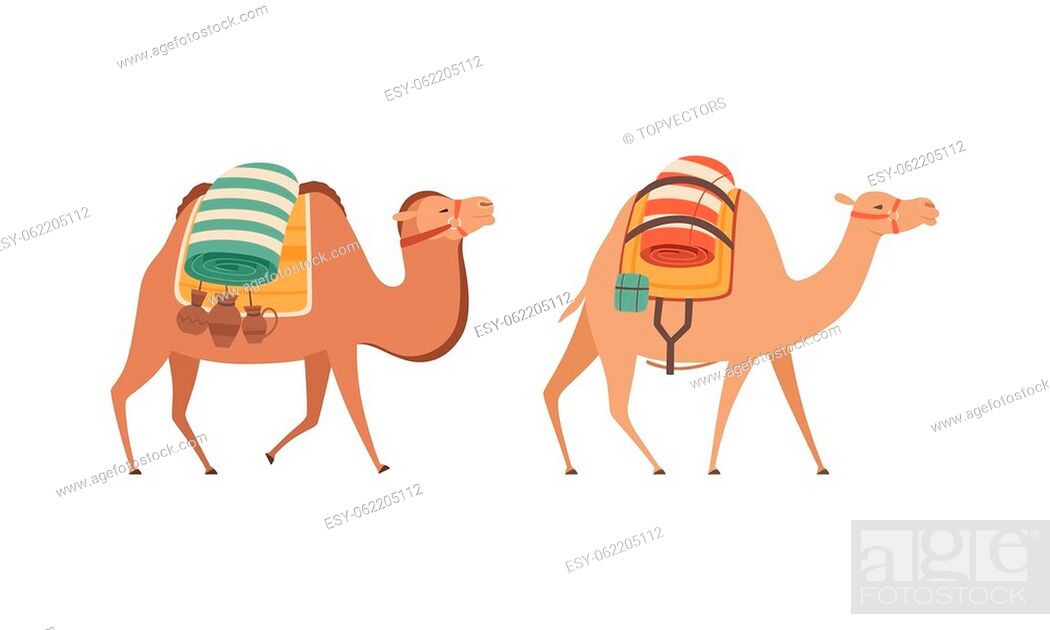 amel Domesticated Desert Caravan Animal with Saddle Vector Set, Stock  Vector, Vector And Low Budget Royalty Free Image. Pic. ESY-062205112 |  agefotostock
