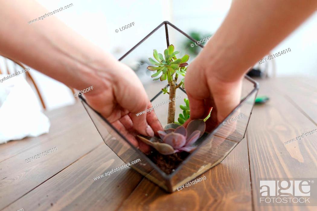 Stock Photo: Picture from above of woman's florist showing master class on making florarium in glass jar on wooden table.