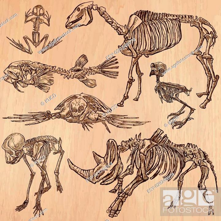 BONES, SKELETONS and Skulls of some Animals. Collection of an hand drawn  vector illustrations, Stock Vector, Vector And Low Budget Royalty Free  Image. Pic. ESY-029248974 | agefotostock