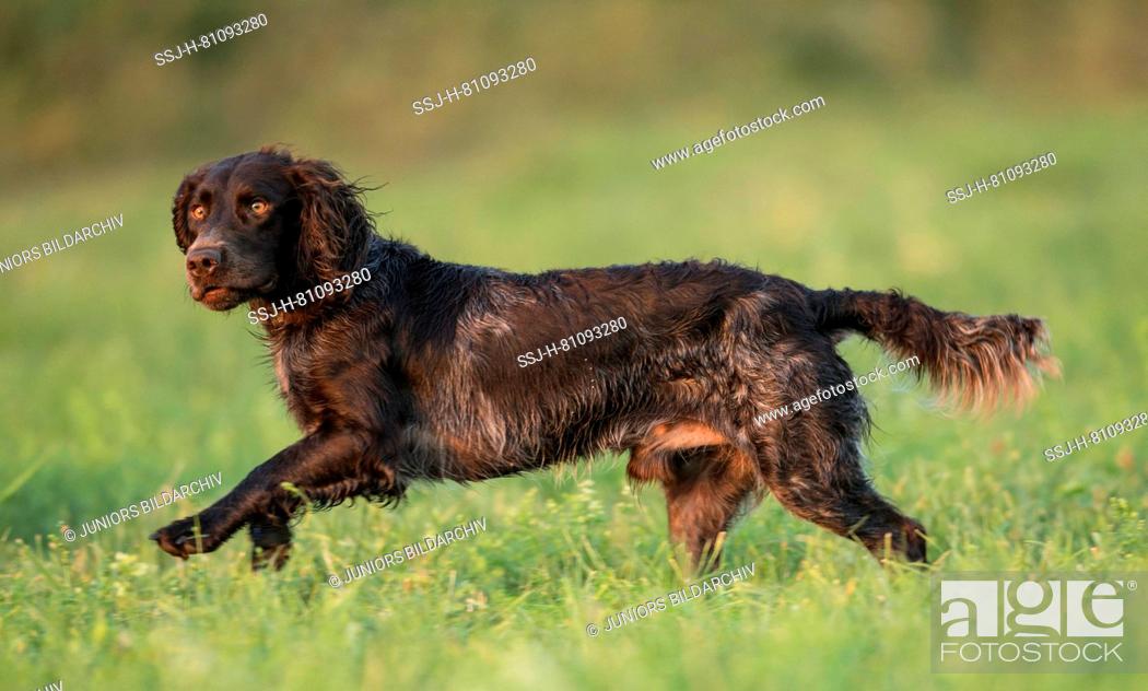 Stock Photo: German Spaniel. Adult dog running on a meadow.
