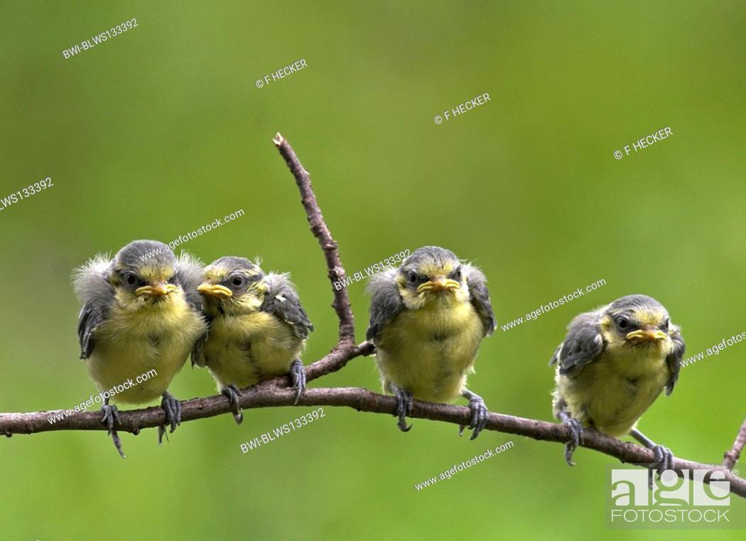 Stock Photo: blue tit Parus caeruleus, fully fledged chicks on a branch.