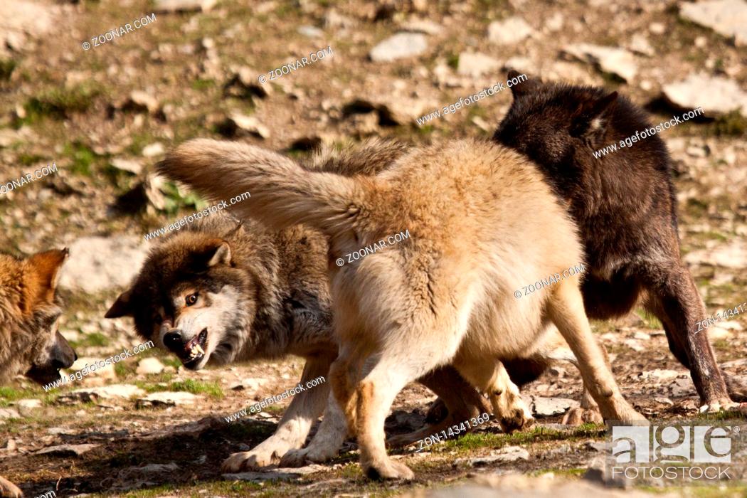 Stock Photo: Timberwolf oder Amerikanischer Grauwolf (Canis lupus lycaon) beim Kämpfen.
