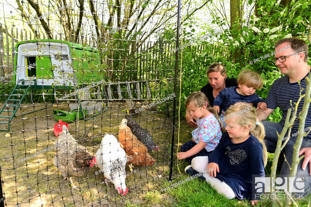 Stock Photo: 17 April 2020, Hessen, Kassel: Jacky (h) and Jan Rassek (r) feed their rental chickens with their children Ella (l), Amelie (v) and Louie (M).