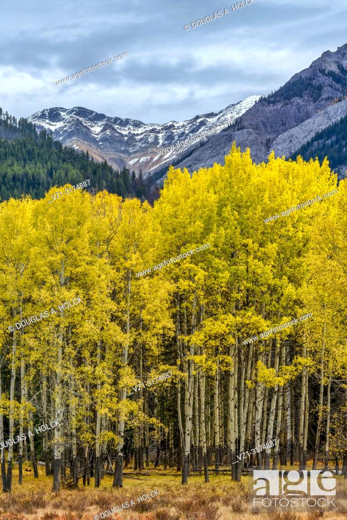 Stock Photo: Bow Valley Parkway Fall Aspen in Banff National Park Alberta Canada.