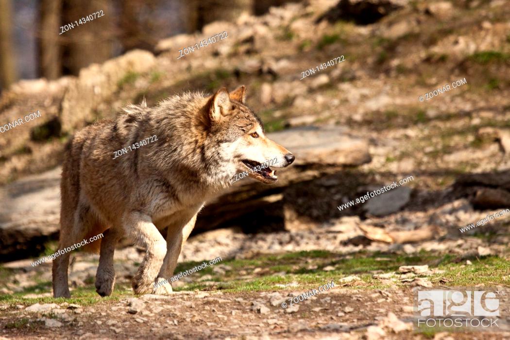 Stock Photo: Timberwolf oder Amerikanischer Grauwolf (Canis lupus lycaon).