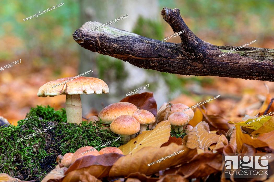 Stock Photo: Mushrooms in the forest, group of mushrooms, natural environment.
