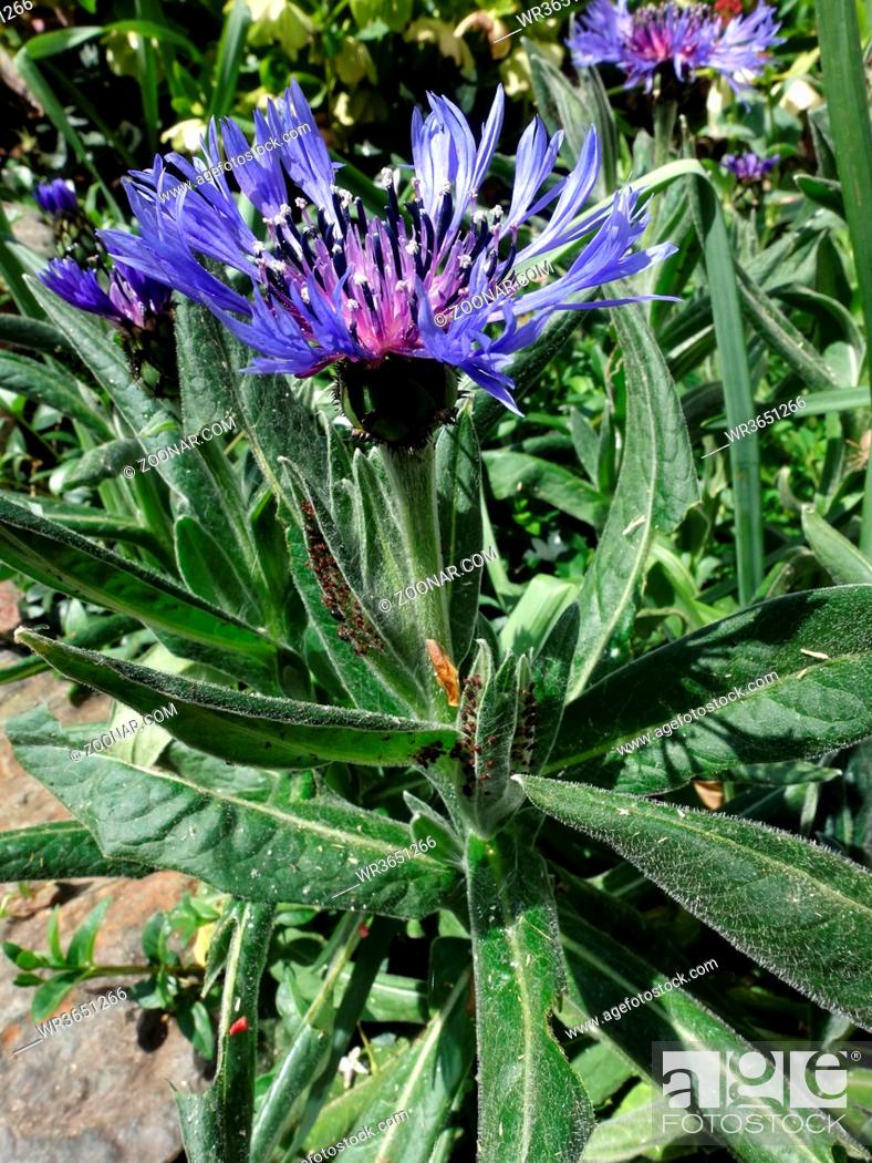 Stock Photo: blaue Blüte der Berg-Flockenblume (Cyanus montanus).