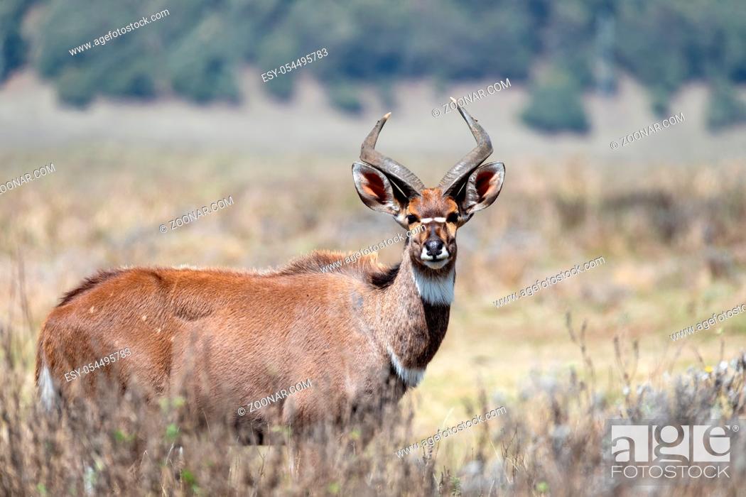 Stock Photo: majestic male of endemic very rare Mountain nyala, Tragelaphus buxtoni, big antelope in Bale mountain National Park, Ethiopia, Africa widlife.