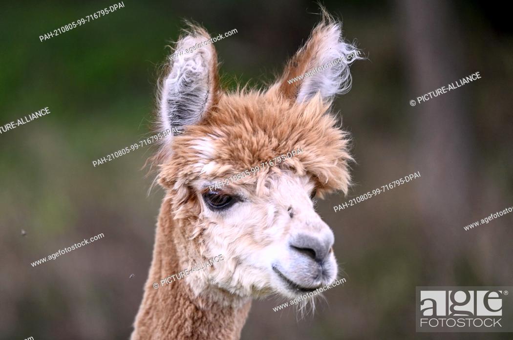 Stock Photo: 02 August 2021, Brandenburg, Strubensee: An alpaca stands in the pasture on the premises of the alpaca breeding ""Alpaca nigra"" in Strubensee near Lindow.