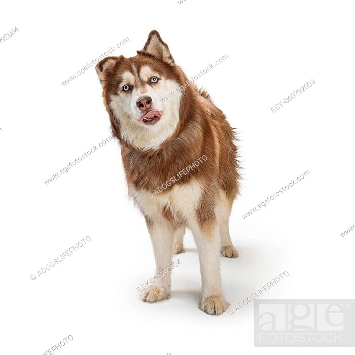 Funny Alaskan Malamute dog standing on white sticking tongue out looking  forward, Stock Photo, Picture And Low Budget Royalty Free Image. Pic.  ESY-060792004 | agefotostock