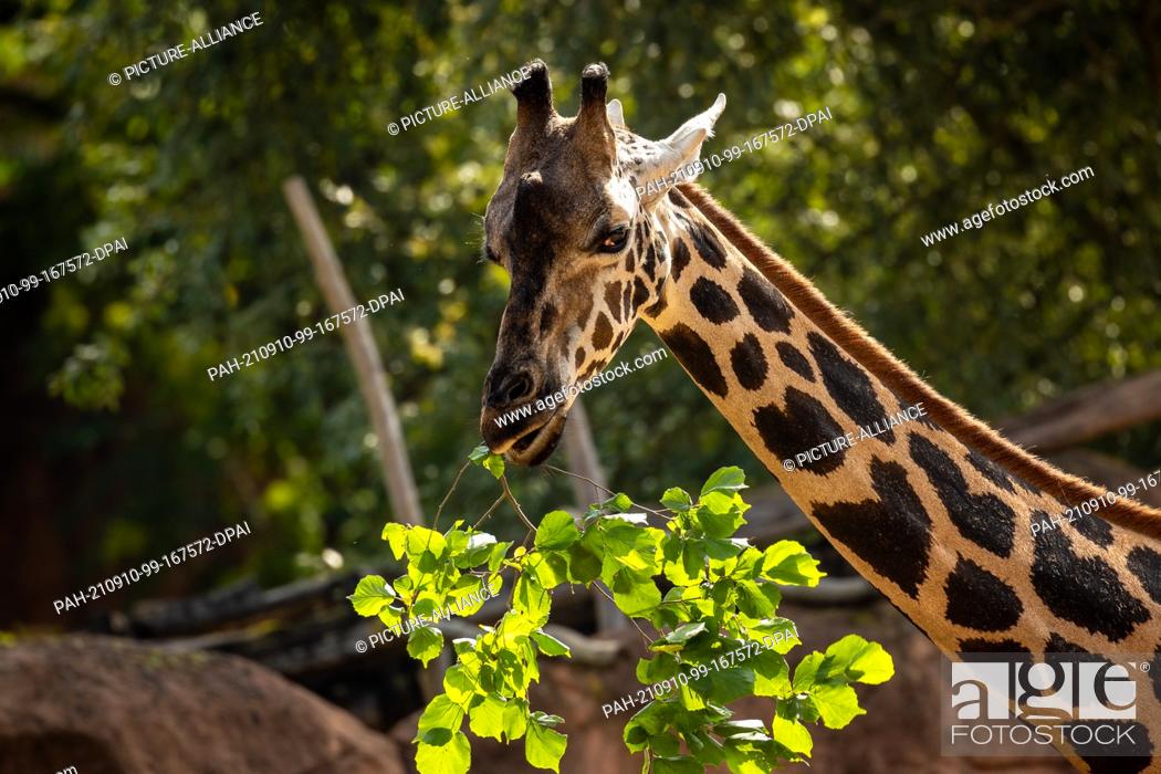 Stock Photo: 10 September 2021, Lower Saxony, Hanover: A giraffe stands in an enclosure at Hannover Adventure Zoo and eats a twig. Hannover Adventure Zoo and the nature.