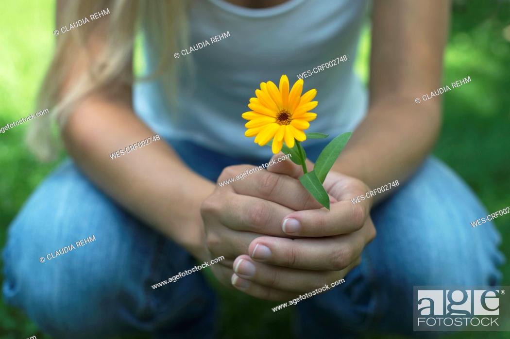 Stock Photo: Hands of woman holding pot marigold.