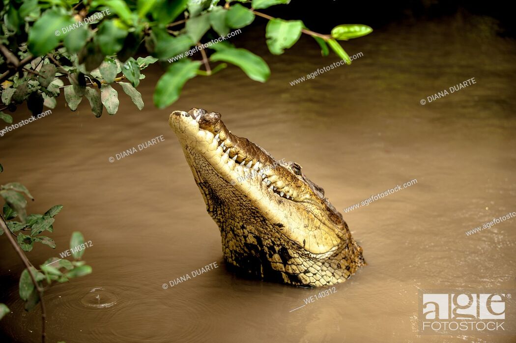 Stock Photo: 'American crocodile (Crocodylus acutus)'. The American Crocodile head is more narrow and elongate with a skinnier snout, and the fourth tooth on both sides of.