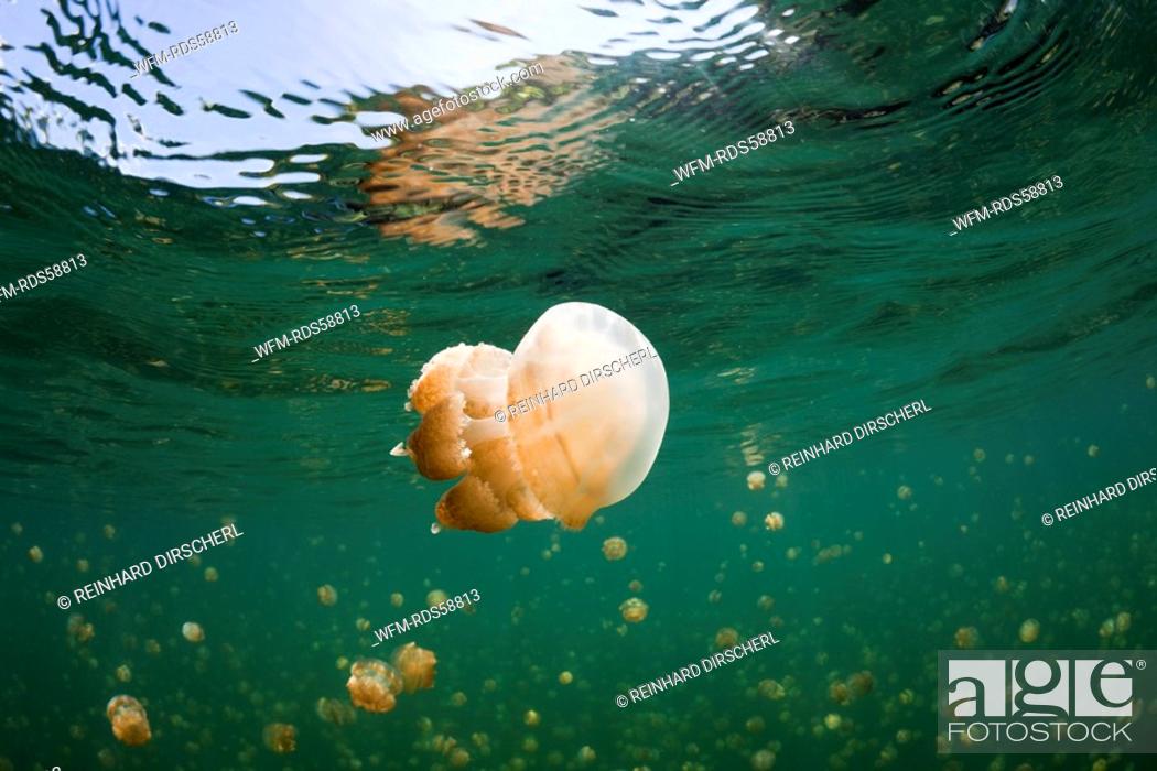 Stock Photo: Mastigias Jellyfish in Jellyfish Lake, Mastigias papua etpisonii, Jellyfish Lake, Micronesia, Palau.