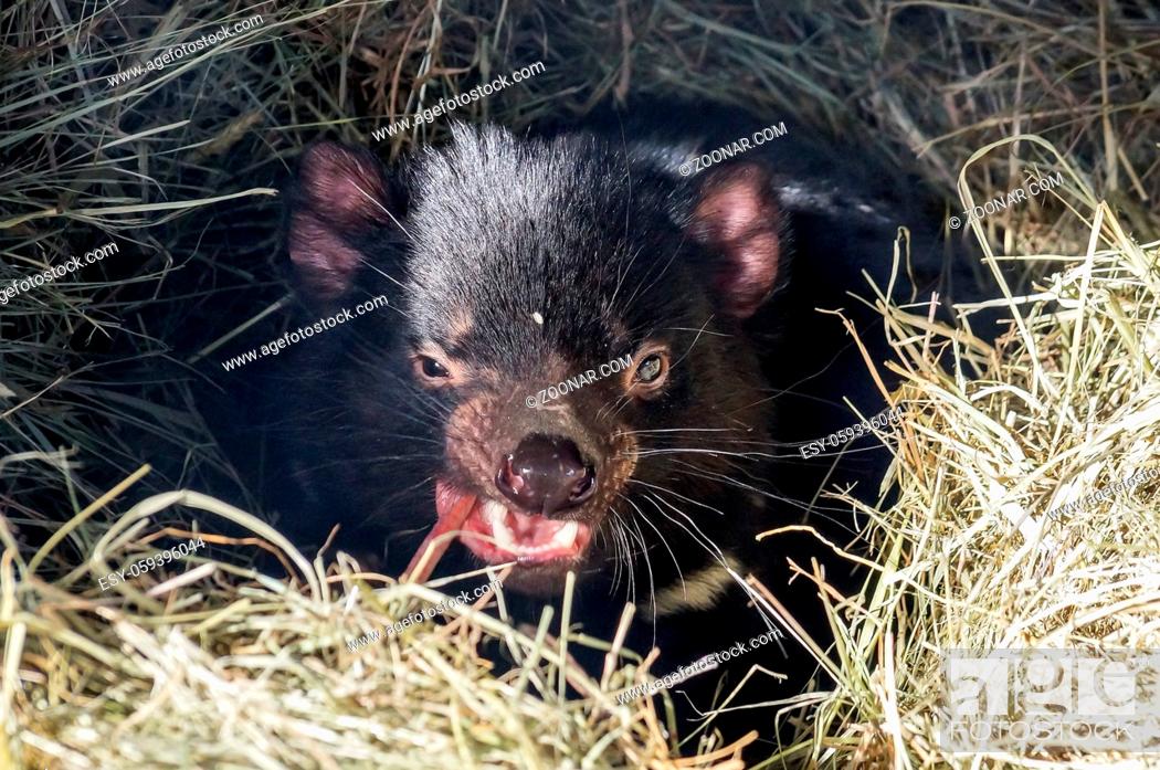 Tasmanian Devil in straw, a rare predator living only in Tasmania,  Australia, Stock Photo, Picture And Low Budget Royalty Free Image. Pic.  ESY-059396044 | agefotostock