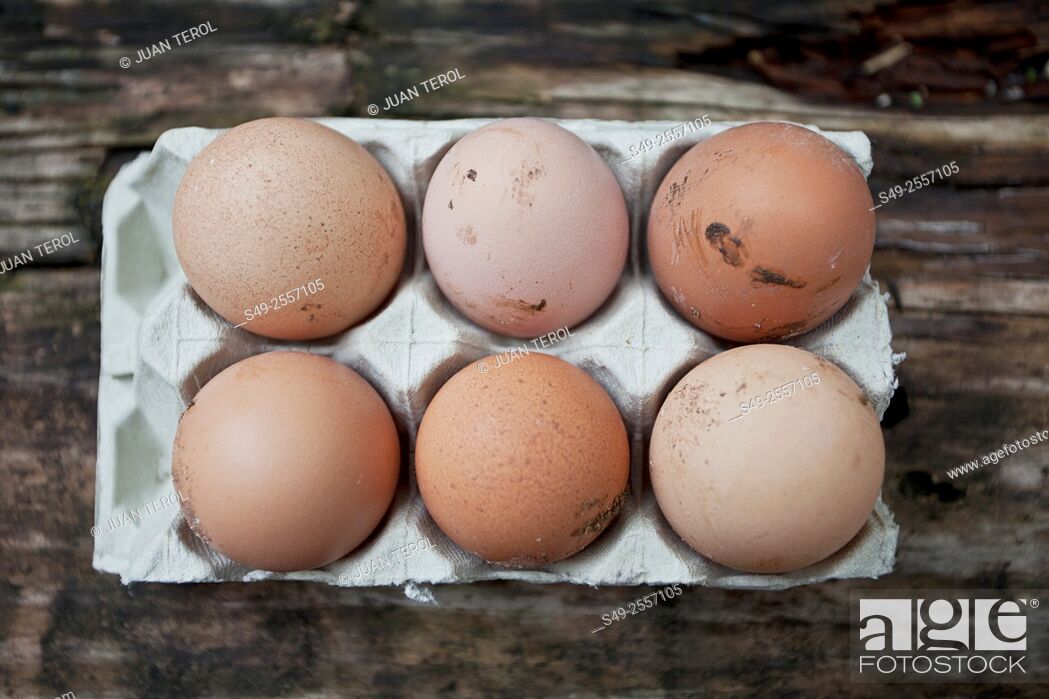 Stock Photo: Farm eggs in carton.