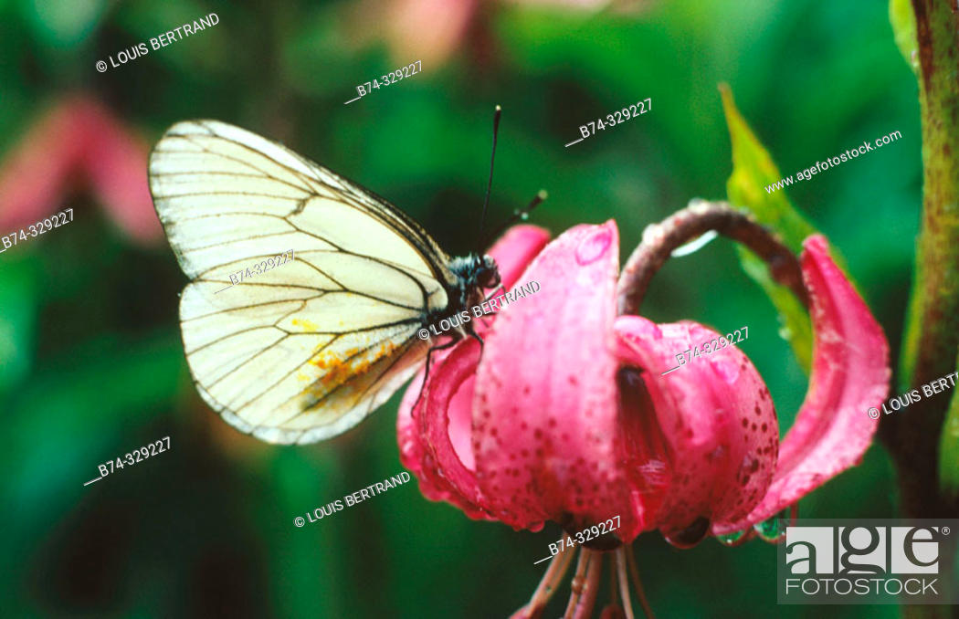 Stock Photo: Black-veined White butterfly (Aporia crataegi) on Martagon Lily (Lilium martagon).