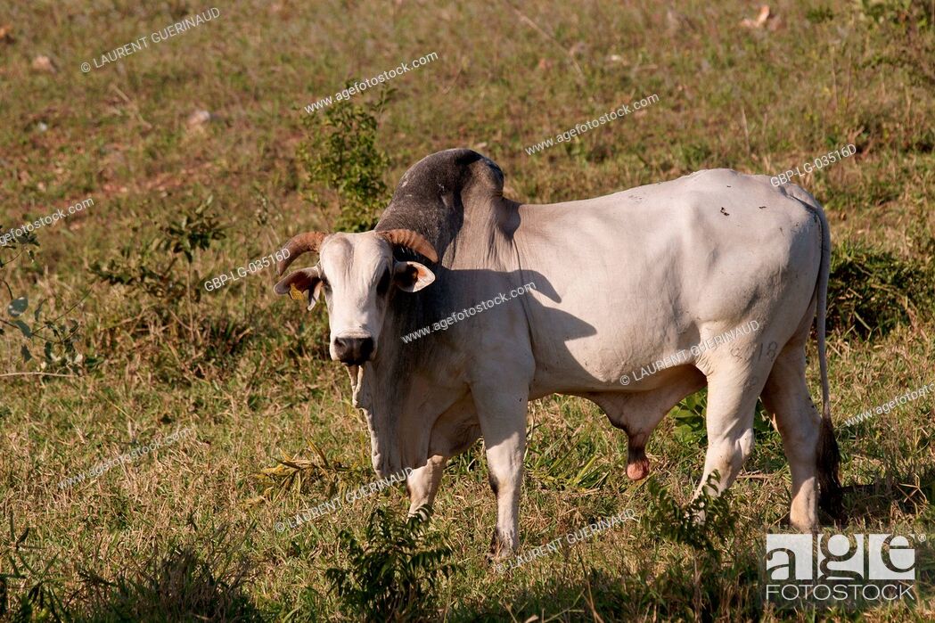 Stock Photo: Ox, Animal, Pantanal, Mato Grosso do Sul, Brazil.