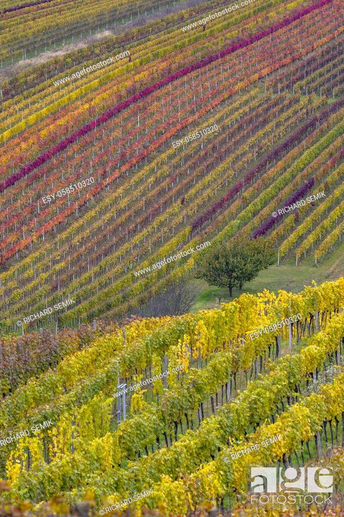 Imagen: Autumn vineyard near Cejkovice, Southern Moravia, Czech Republic.
