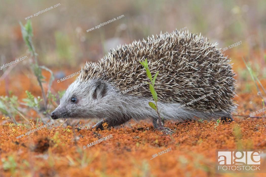 Stock Photo: European hedgehog (Erinaceus europaeus), Upper Austria.