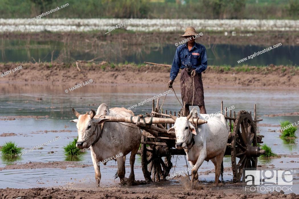 Stock Photo: Local man, rice farmer, on a cart pulled by oxen, in the rice field, at Inwa, Mandalay region, Myanmar.