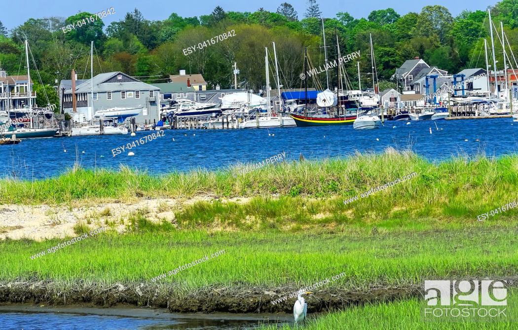 Stock Photo: Great White Egret Marsh Sailboats Piers Moorings Padanaram Village Harbor Buzzards Bay Dartmouth Masschusetts.
