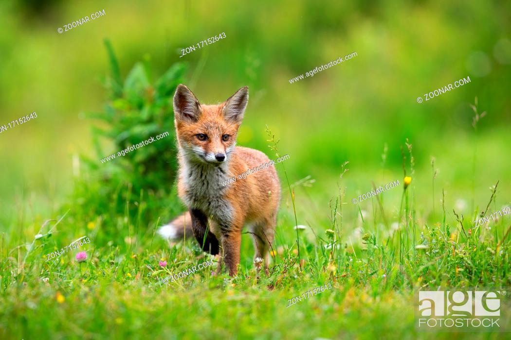 Stock Photo: Little red fox, vulpes vulpes, puppy walking on blooming glade in summer. Young mammal moving on meadow in sunlight. Orange cub marching on blossom grassland.