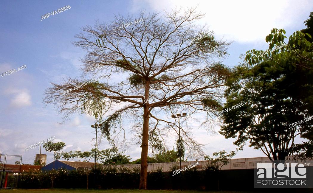 Photo de stock: Centennial Tree; Sebrae Headquarters; Porto Velho; Rondônia; Brazil.