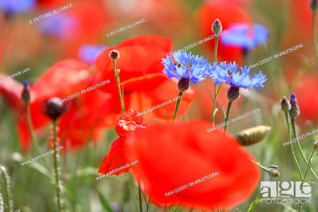 Stock Photo: 31 May 2022, Saxony-Anhalt, Quedlinburg: Cornflowers and corn poppies bloom among a field of poppies in a meadow in the Harz Mountains outside the World.