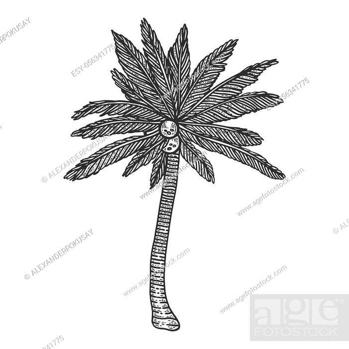 Coconut Tree Drawing png download - 1841*3293 - Free Transparent Palm Trees  png Download. - CleanPNG / KissPNG