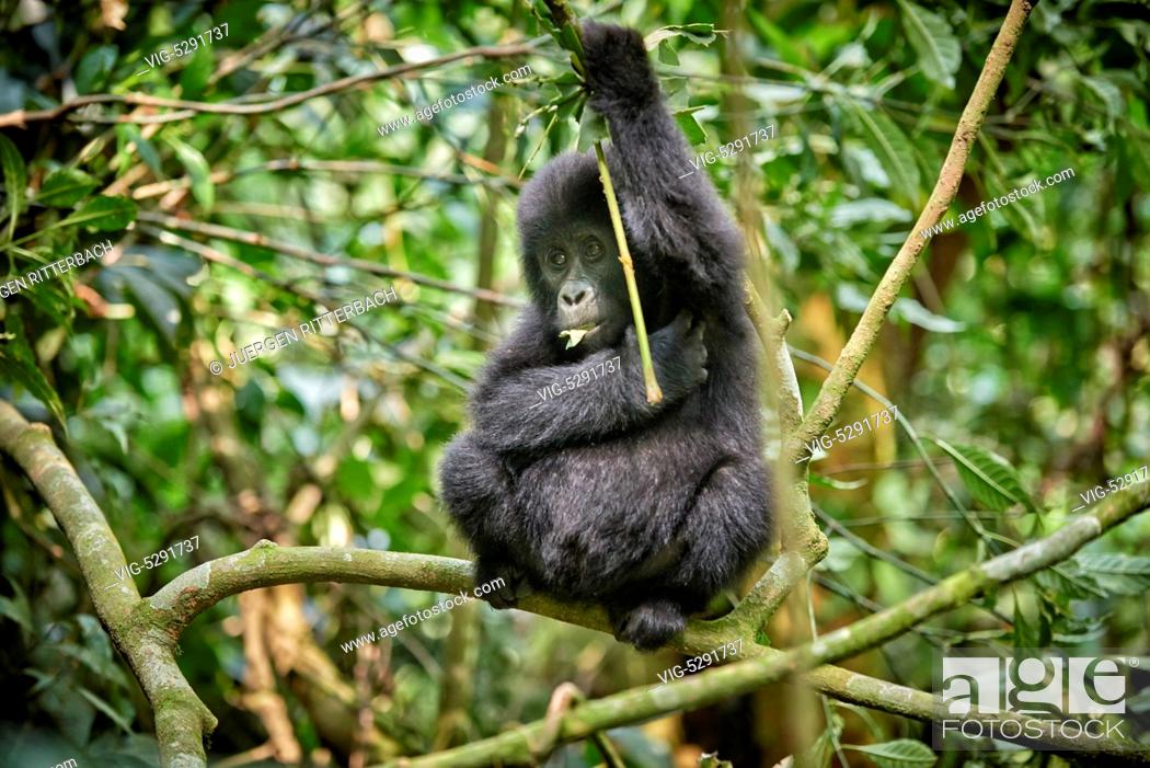Stock Photo: UGANDA, BUHOMA, 17.02.2015, juvenile mountain gorilla - Buhoma, Uganda, 17/02/2015.