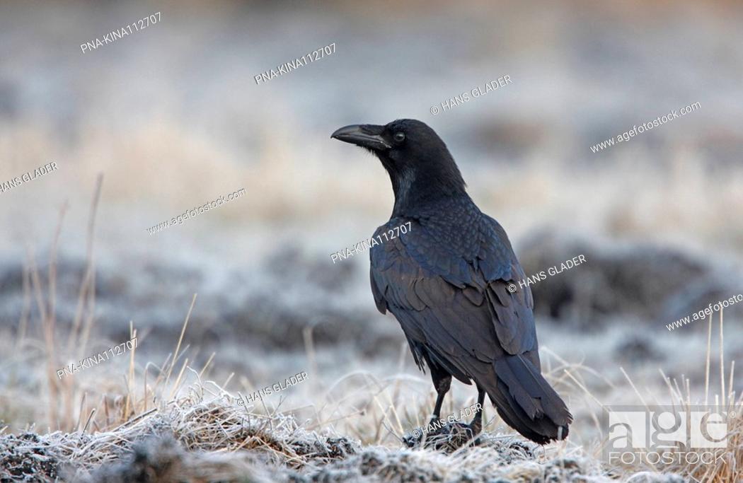 Stock Photo: Common Raven Corvus corax - Poland, Europe.