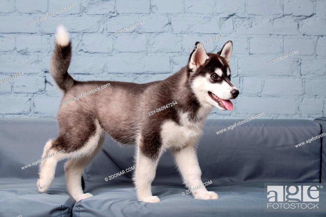Stock Photo: Theme pet puppy dog home. Funny active baby husky female black and white, three months old, is playing on a gray sofa in the living room.