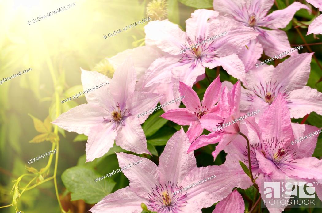 Stock Photo: Clematis flower closeup shot against sunlight.