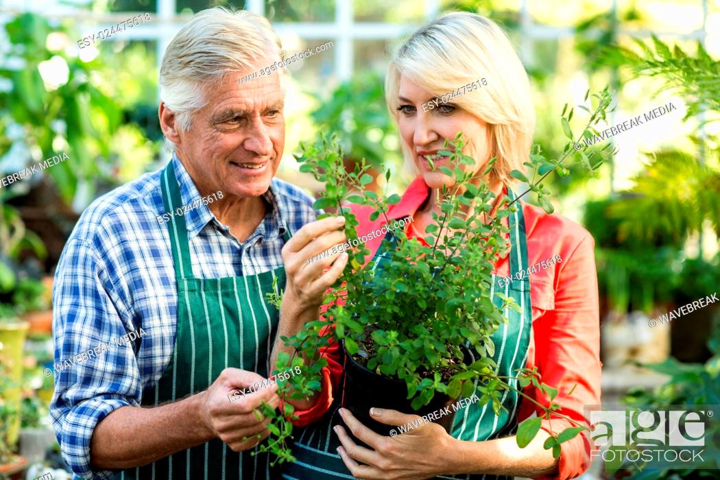Stock Photo: Couple holding potted plant at greenhouse.