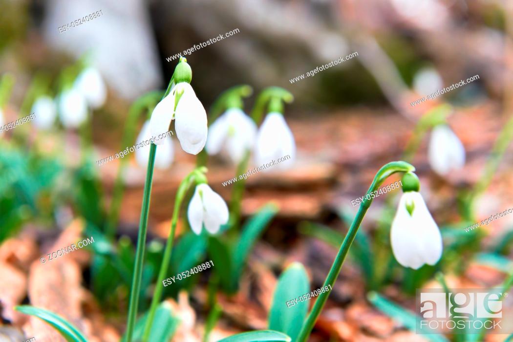 Stock Photo: Snowdrops first spring flowers in the forest.