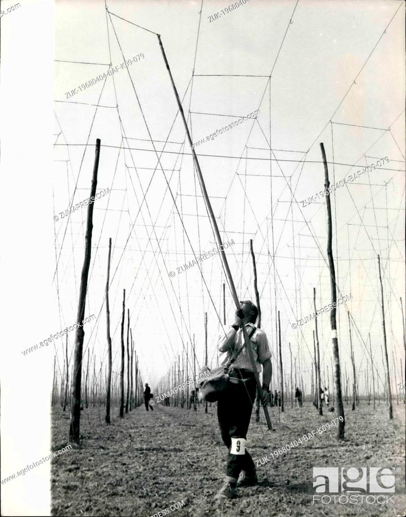Photo de stock: Apr. 04, 1968 - Hop Stringing Competition: Hop stringers, the name given to men and women who every year weave the vast 'spider's web' of cord yarn-some 300.