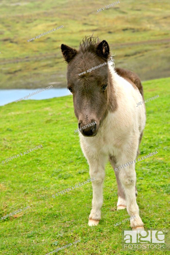 Stock Photo: Piebald Shetland Pony - front view of cute foal.